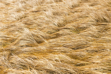 The background. Dry tall grass carpets the land in November carpet.