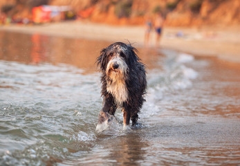 Glücklicher Hund am Strand