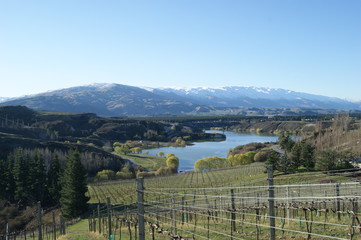 vignoble de cromwell