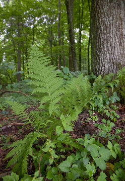 Large fern bunch in summer forest
