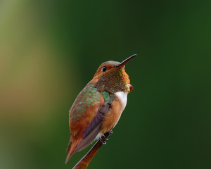 Selective focus on an Allen's hummingbird.