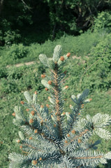 Blue spruce branches on background