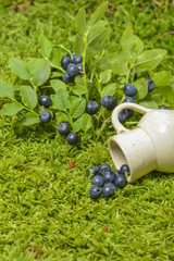 blueberries in the detail