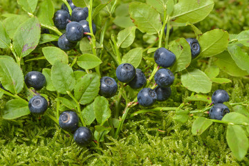 blueberries in the detail