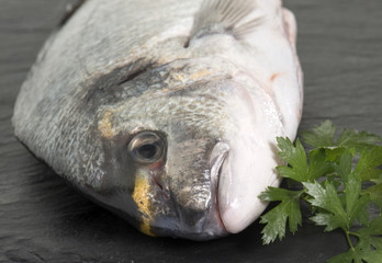 Gilt-head bream in studio