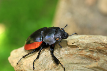 Odontolabis gazella beetle female in South Vietnam

