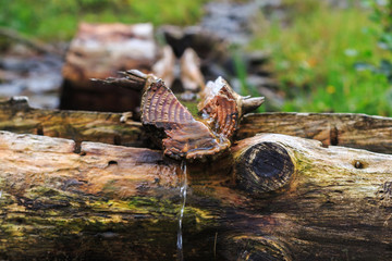 Carpathians, source of spring water, near mount Petros
