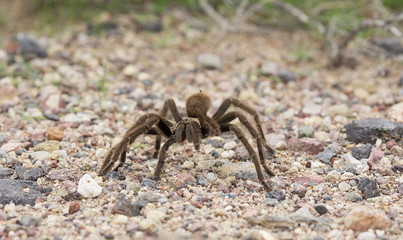 Desert Tarantula (Aphonopelma chalcodes). Photo taken in Death Valley National Park.