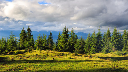 Fototapeta na wymiar Summer Carpathian mountains landscape. pine forest, Ukraine, Europe.