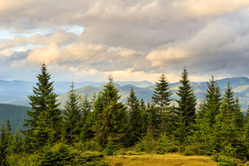 Summer Carpathian mountains landscape. pine forest, Ukraine, Europe.