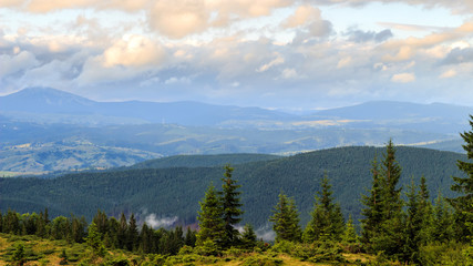 Summer Carpathian mountains landscape. pine forest, Ukraine, Europe.