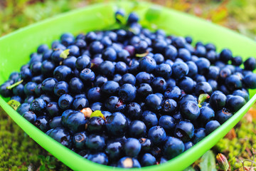 Fresh collected in mountains blueberries fruit in bowl, outdoors