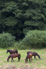 Naklejka na ściany i meble Grazing Horses in the summer Landscape