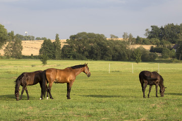 Grazing Horses in the summer Landscape