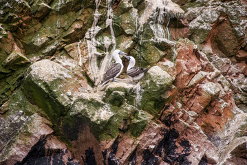 Colony Of Cormorants - Ballestas Islands Nature Reserve - Peru