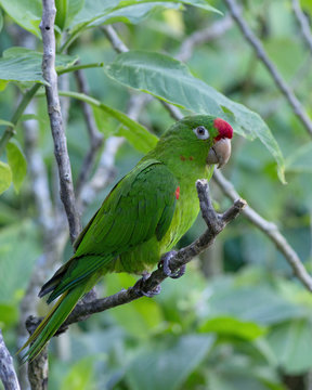 Photo of a Finsch's parakeet (Psittacara finschi), also known as Crimson-fronted parakeet or Finsch's conure. They are small Neotropical parrots.