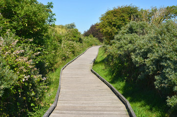 Holzweg in der Natur