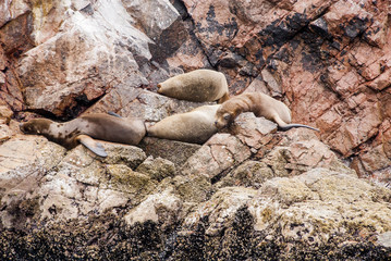 Colony Of South American Sea Lion - Ballestas Island