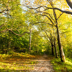 trekking path in the forest