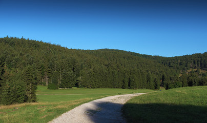 Summer meadow in the Alps