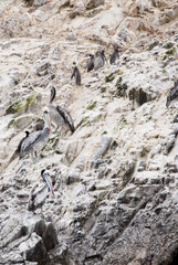 Cormorants, Penguins and Pelicans On The Ballestas Islands - Per