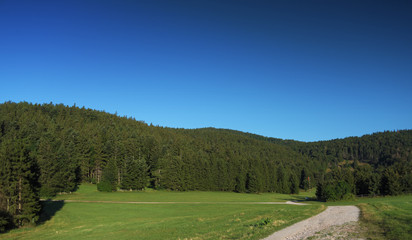 Summer meadow in the Alps