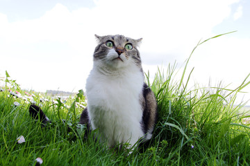 Ein lustiger, seltsamer Katzenblick