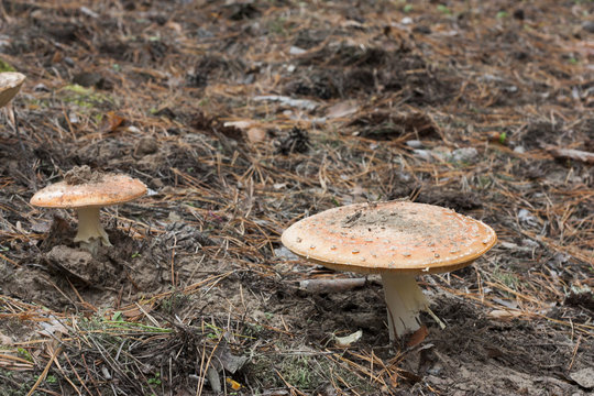 грибы в хвойном лесу