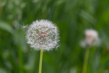 Fluffy dandelion in the grass close-up. Nature