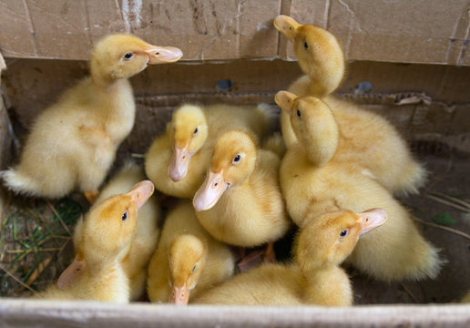 Little ducks are in a cardboard box. Agriculture