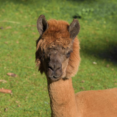 Fototapeta premium Llamas in Gehege national park