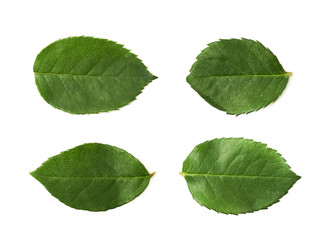 Obraz premium Single green rose leaf isolated