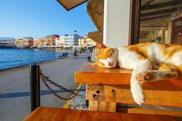 Red  cat sleeps on a bench in the early morning © dziewul