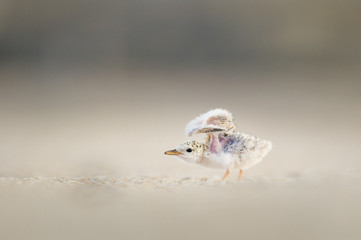 A tiny Least Tern chick flaps its undeveloped wings on a sandy beach.