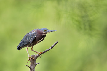 A Green Heron perches on a dead tree in front of a bright green background with soft overcast lighting.