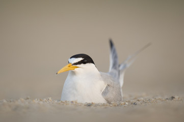 An adult Least Tern sits on a nest on a sandy beach in the early morning sunlight.