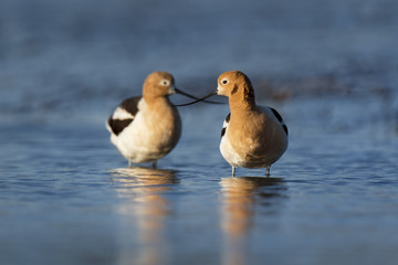 A pair of American Avocets stand in shallow blue water with their bills crossed in the early morning sunlight.