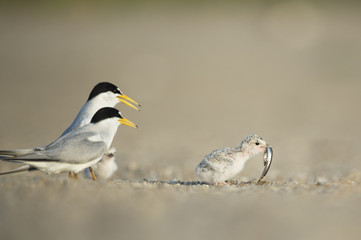 A small Least Tern chick turns away from its parents after grabbing a sand eel from them on a sandy beach.