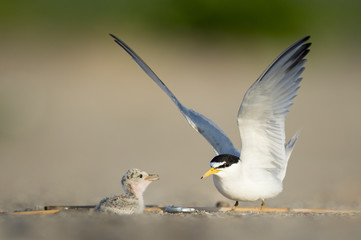 An adult Least Tern flaps its wings just after it dropped off a sand eel on the beach for its young and tiny chick to eat.