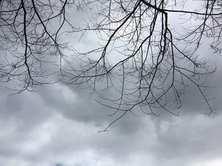 tree and storm clouds