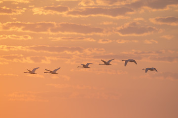 A small flock of Mute Swans fly into the orange and yellow sunrise early one morning.