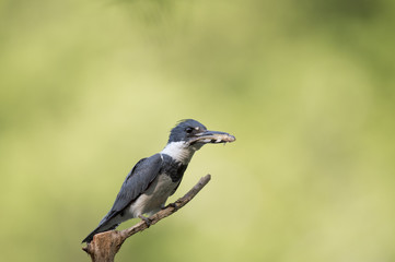 A Belted Kingfisher perches on a small branch with a fish in its beak in front of a bright green background.