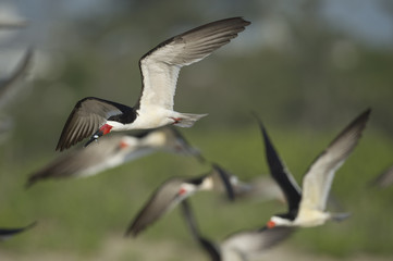 A Black Skimmer flies with a fish in its beak in front of a flock of other Skimmers.