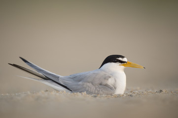 An adult Least Tern sits on a nest on a sandy beach in the early morning sunlight.