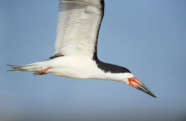 A Black Skimmer flies close to the camera against a bright blue sky on a sunny morning.