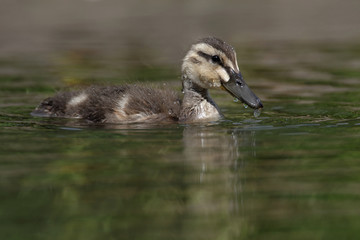 Mallard, Duck, Anas platyrhynchos - Nestling.