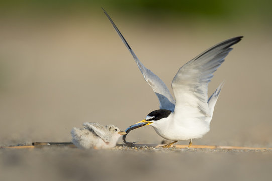 An adult Least Tern feeds its tiny chick a Sand Eel on the sandy beach on a bright sunny morning.