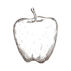 Fruit and organic food concept represented by apple icon. Isolated and sketch illustration