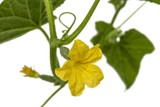 Yellow flower of cucumber, isolated on white background