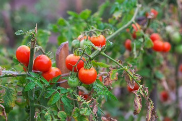 Branch of organic tomatoes growing in a greenhouse on a garden